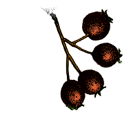 Fruit bright red or orange, ripen in autumn