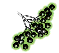 Many fruits in a cluster