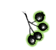 Few fruits in a cluster, or single fruits