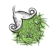 Capsules very small, filled with tightly packed white cottony floss, some of which is attached to seeds