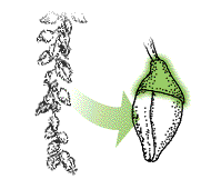 Each capsule with disk at base