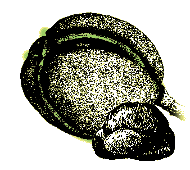 Husk with seams, nut smooth