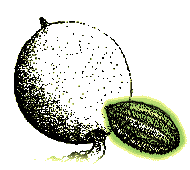 Husk without seams, nut with ridges