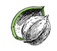 Husk 1/4" or more thick