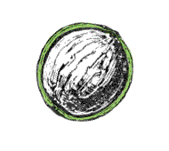 Husk thinner, only 1/8" or less thick