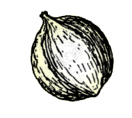 Nut yellowish to nearly white in color