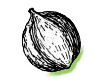 Nut mostly rounded at its base, may be slightly pointed