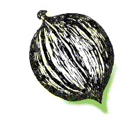 Nut strongly pointed at both ends