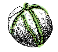 Husk splits nearly to base of fruit