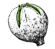 Husk splits only to about the middle of fruit, or even less