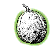 Husk mostly smooth, sometimes with warts or slight spines