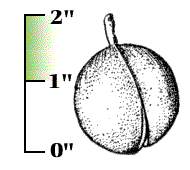 Husk smooth, about 1" to 2" in diameter, containing one to three shiny brown nuts, each about 1" in diameter