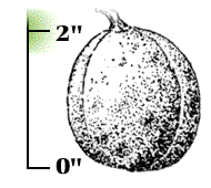 Husk usually somewhat larger, about 2" in diameter, usually containing two nuts, each nut about 1" to 1 1/2" in diameter