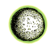 Fruit rounded, nut ridges rounded