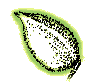 Fruit oblong, nut ridges sharp