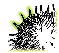 Spines large, about 1/4" long