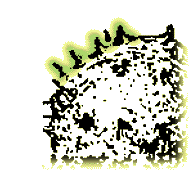 Spines small, 1/8" or less in length