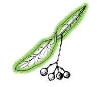 Fruit round, about .3", gray-green, loosely clustered at ends of slender stalks, attached to strap-like modified leaf