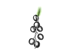 Fruit various colors but without strap-like modified leaf