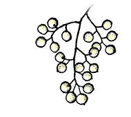 Fruits ivory-white, small and berry-like, about 1/5" to 1/3" in diameter