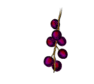 Fruits other than ivory-white