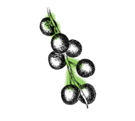 Fruit dark red to black, round, about .3" to 1", borne along stems