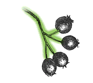 Fruit usually red or orange, round, .3" to .8", loosely clustered at ends of branching stalk