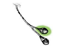 Fruit various colors, ovoid (somewhat egg-shaped) rather than round, stalked or not