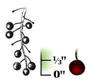 Fruit dark red, about 1/3" in diameter