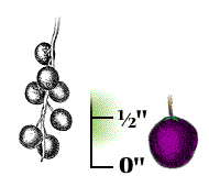 Fruit dark purple to black, about 1/5" in diameter