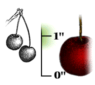 Fruit reddish black, about 1" in diameter