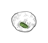 Fruit without pit, with small seeds imbedded in the flesh