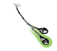 Fruit dark blue, about 1/3" long, at ends of bright red club-shaped stalks