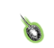 Fruit not with club-shaped stalks as above