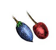 Fruit red or blue in color