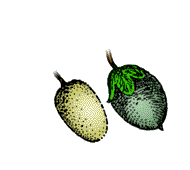 Fruit yellowish, grayish or silvery