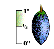 Fruit 1/2" to 1" long, blue