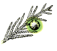 Fruit round, about .3", but green at first, then blue when mature, and covered with a gray waxy material