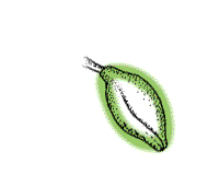 Capsule bead-shaped, thick-walled