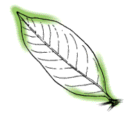 Leaflets taper to a V-shaped point at both ends: