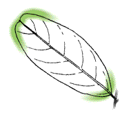 Leaflets not tapered to a V-shaped point at both ends, rounded at one end or both ends on most leaves