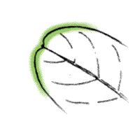 Tips of leaflets rounded