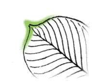 Tips of leaflets pointed