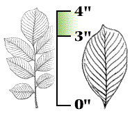 Leaflets 3" to 4" long