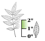 Leaflets 1" to 2" long