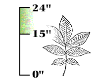 Most leaves very large, 15" to 24" long