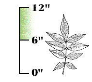 Most leaves smaller, 6" to 12" long