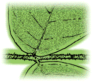 Lower surface of leaflets and leaf stems densely downy