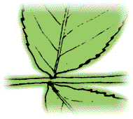 Lower surface of leaflets may be slightly downy, but leaf stems are smooth