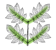 Compound leaves opposite (Ashes)